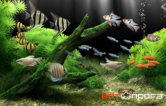 Dream Aquarium Screensaver 1.27